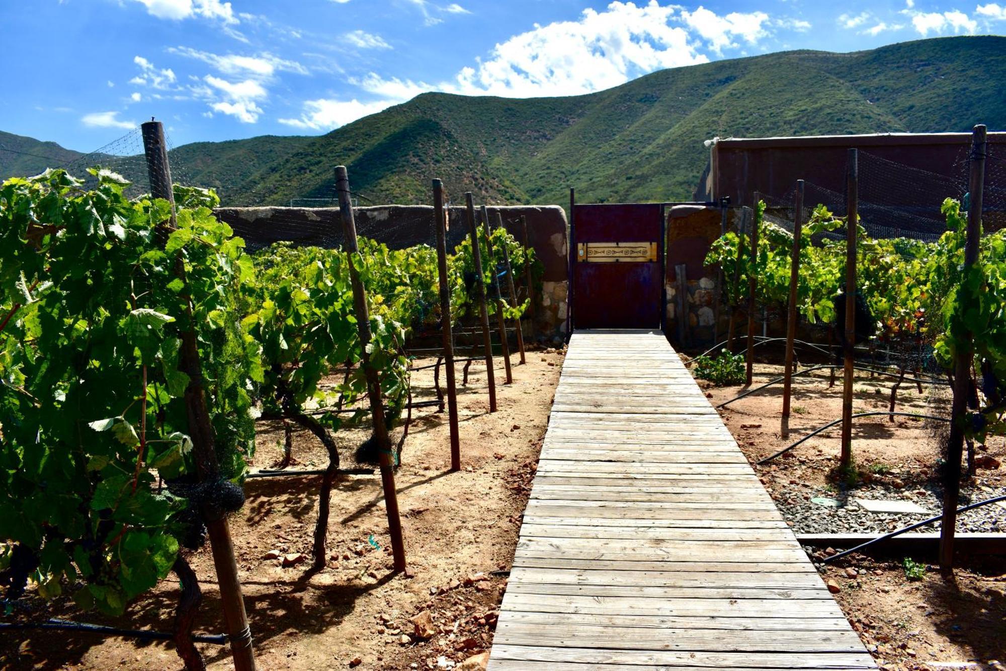 Uvauva Eco-Retreat Acomodação com café da manhã Valle de Guadalupe Exterior foto