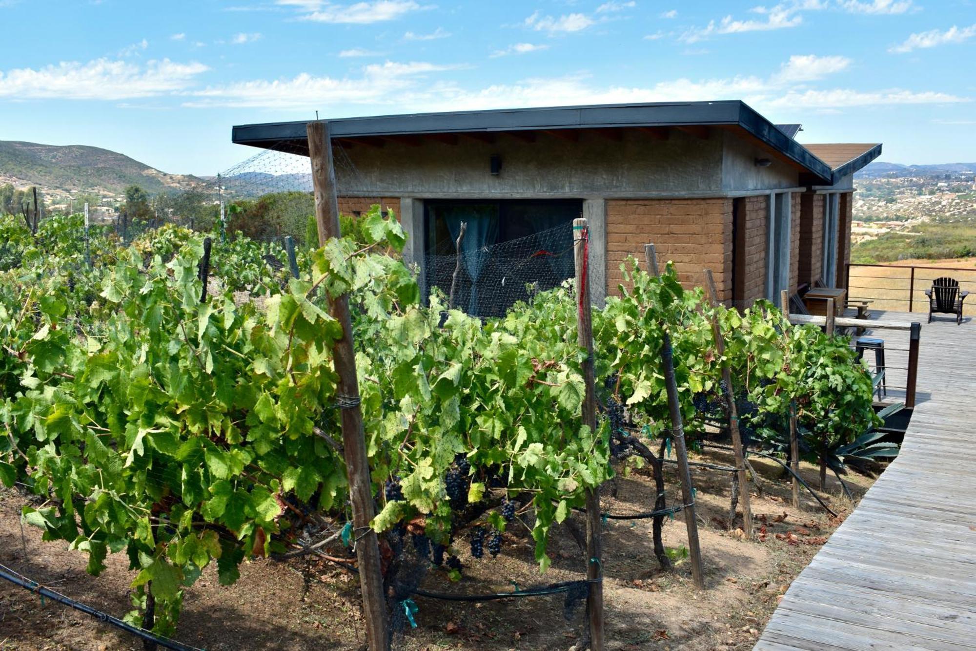 Uvauva Eco-Retreat Acomodação com café da manhã Valle de Guadalupe Exterior foto